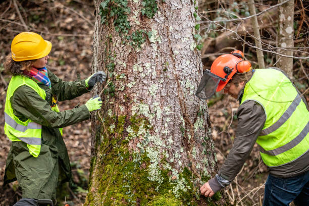 How Our Tree Care Process Works  in  Corsicana, TX