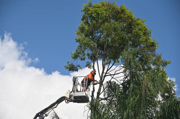 Tree and Shrub Care in Corsicana, TX